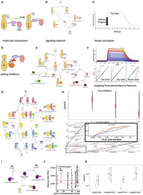 Mechanistic Models of Cellular Signaling, Cytokine Crosstalk, and Cell-Cell Communication in Immunology